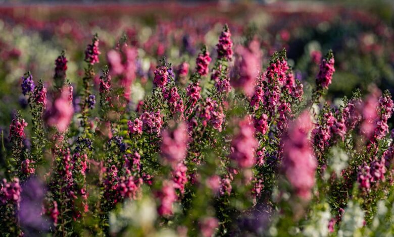 humorous compliments for photos